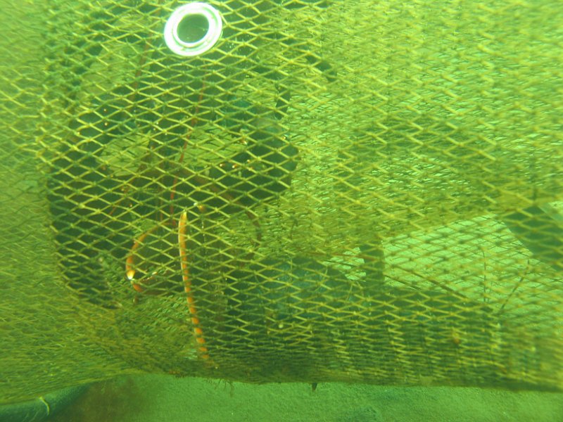 2012-05-12 13-05-51 Ludo.JPG